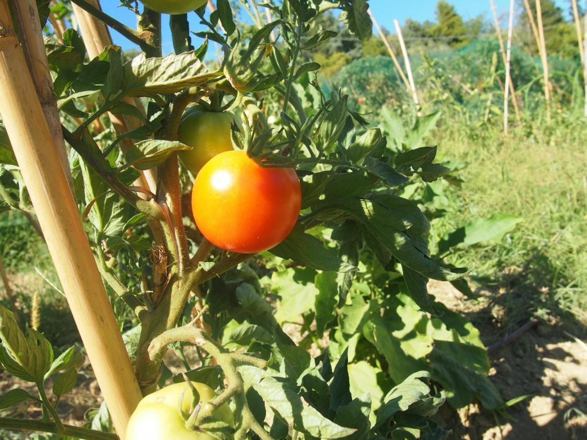 Agriturismo Ardizio 43 Pesaro Luaran gambar