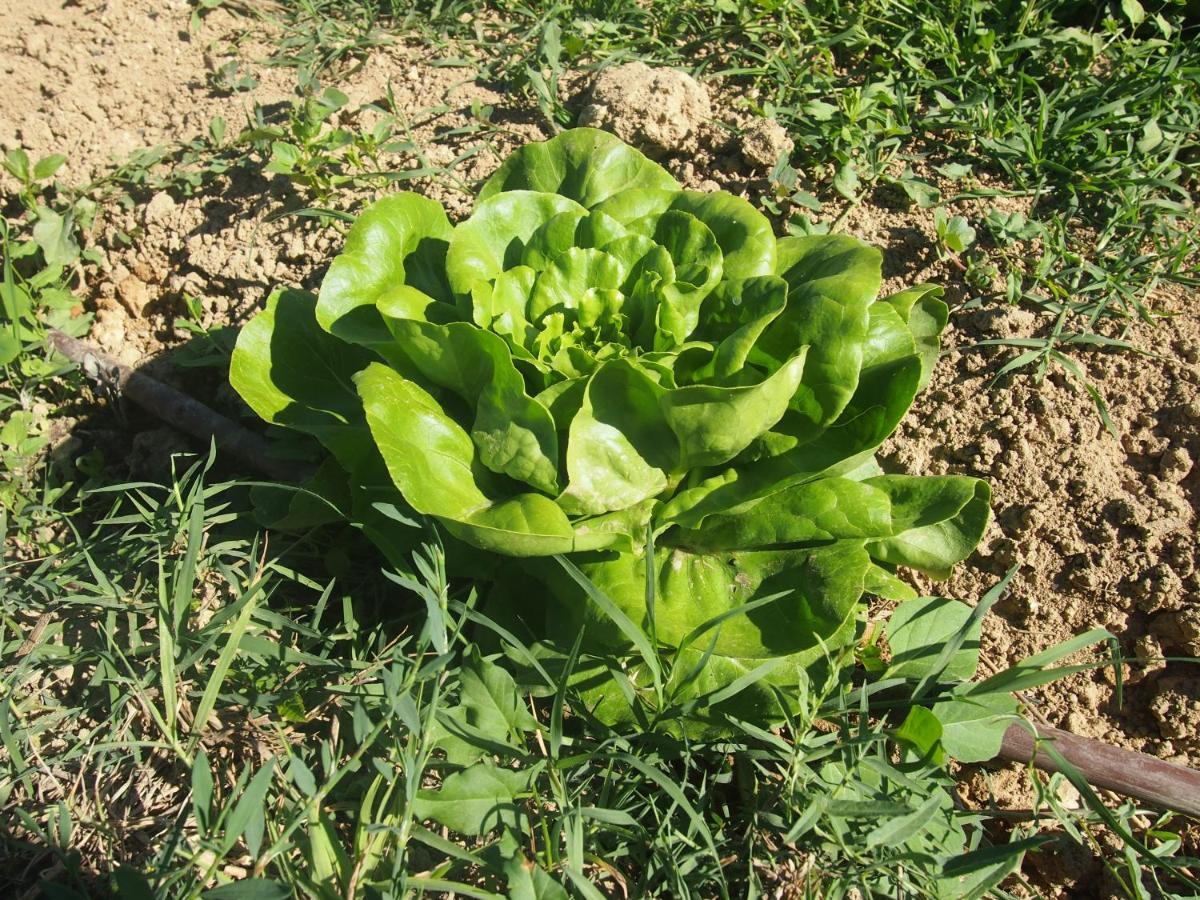 Agriturismo Ardizio 43 Pesaro Luaran gambar